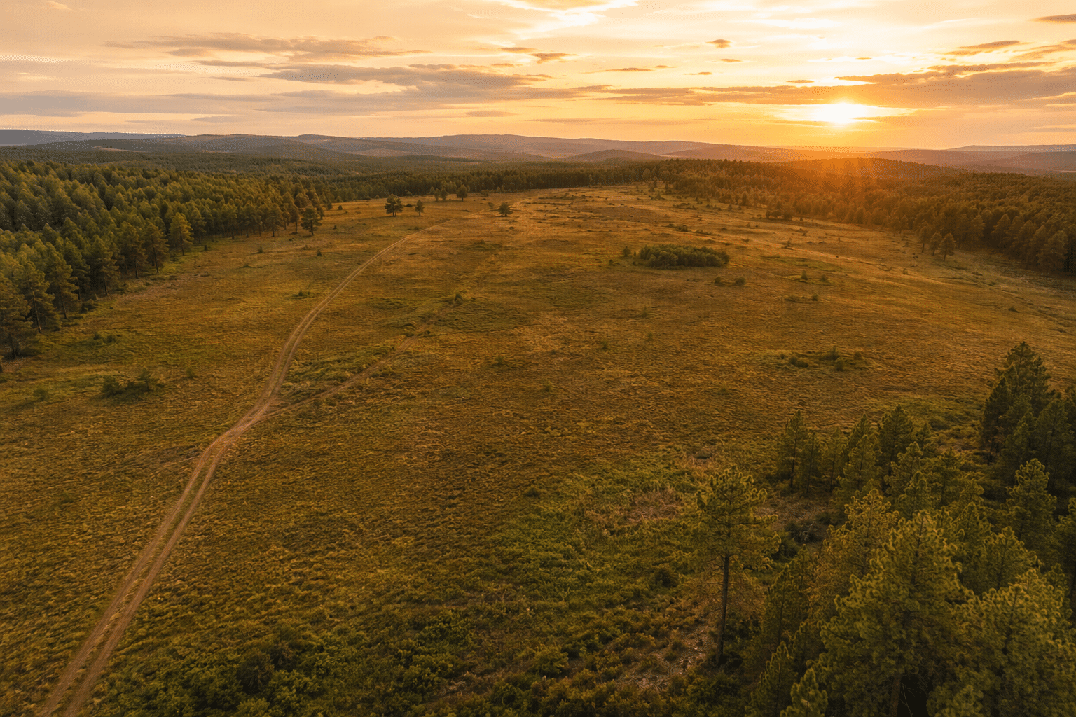 Aerial view of a raw undeveloped land parcel with rolling grassland, pine trees, a dirt track, and no buildings at golden hour.