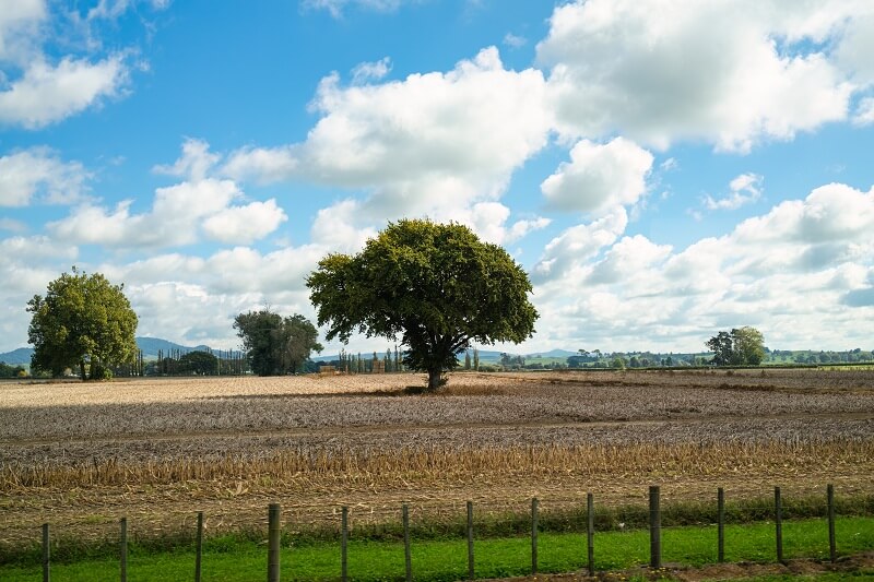 Investment Opportunities and Strong Economies